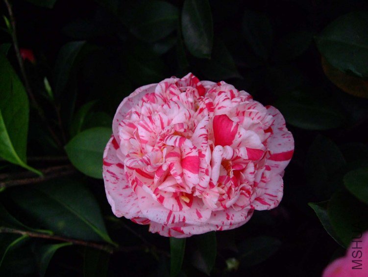 ������ 2013-3-13 065.jpg