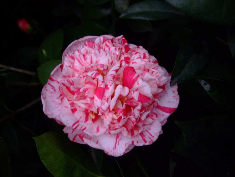 ������ 2013-3-13 069.jpg
