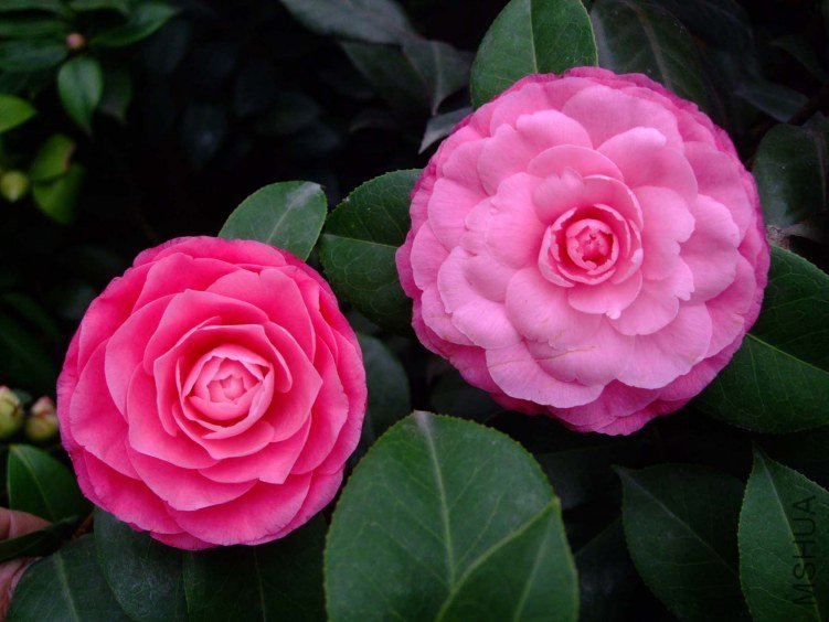�ղ��� 2013-3-13 029.jpg