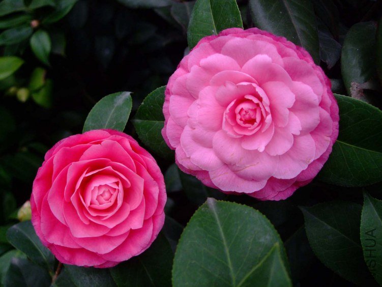 �ղ��� 2013-3-13 030.jpg