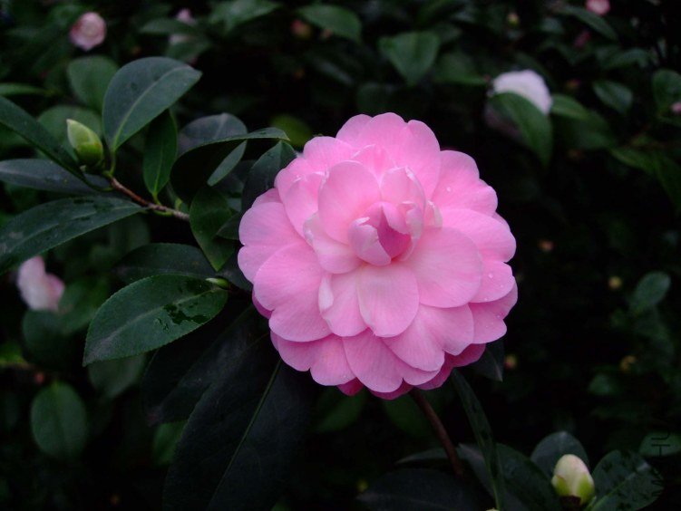��Ħ�� 2013-3-13 (145).jpg