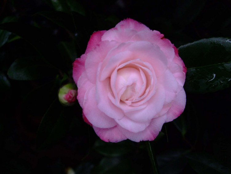 ţ�������� 2013-3-13 007.jpg