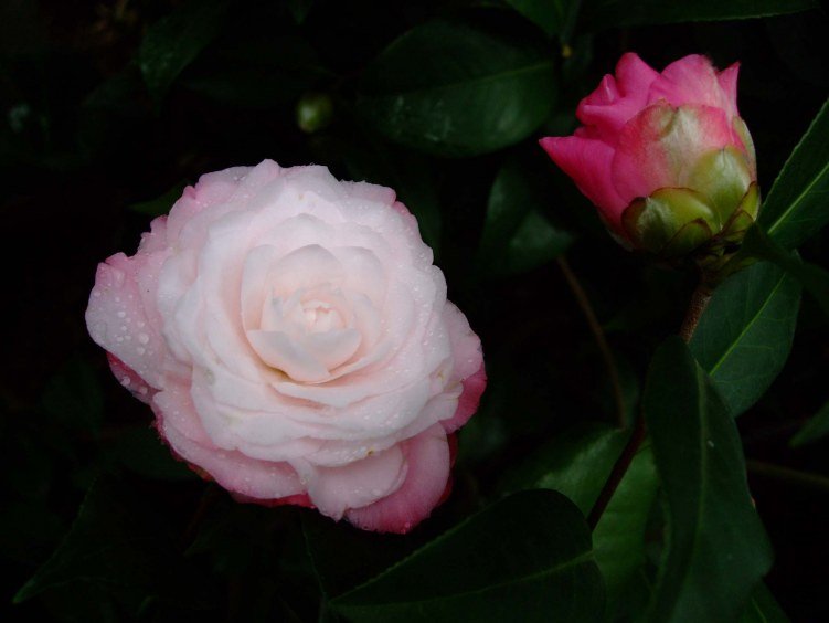 ţ�������� 2013-3-13 015.jpg