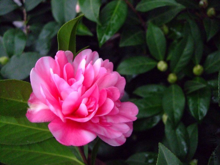 ���� 2013-3-13 063.jpg