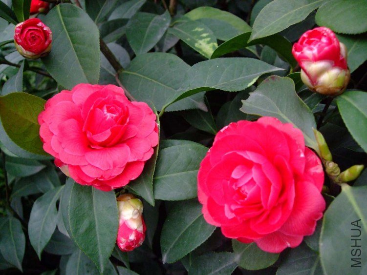 ��˹ͨ 2013-3-13 (142).jpg