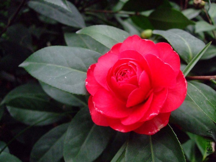 ��˹ͨ 2013-3-13 107.jpg