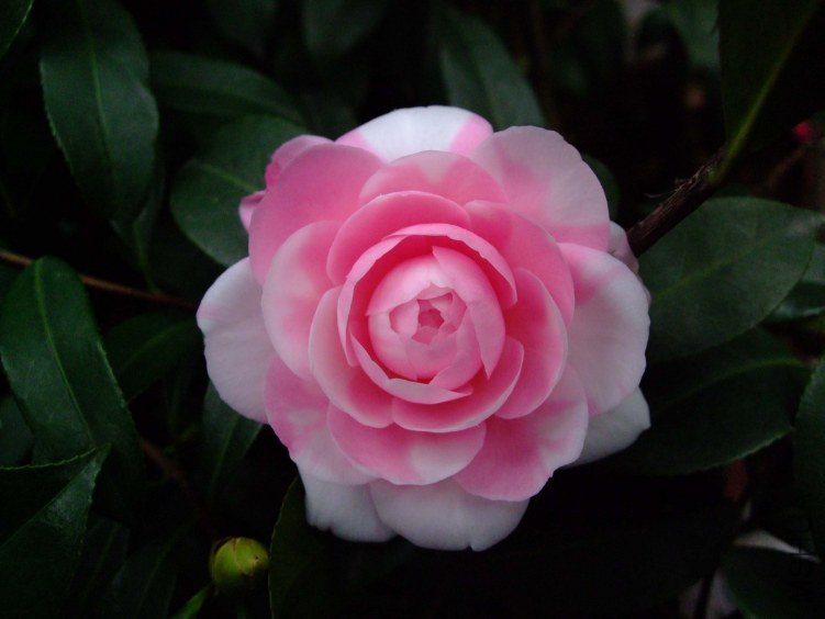 ���غ�˹ 2013-3-13 031.jpg