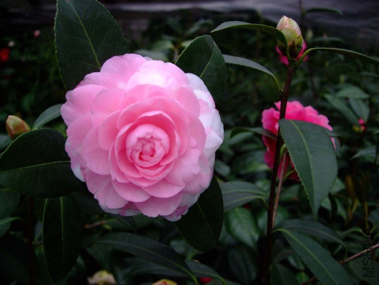���غ�˹ 2013-3-13 018.jpg