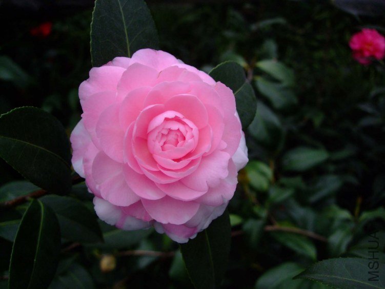 ���غ�˹ 2013-3-13 020.jpg