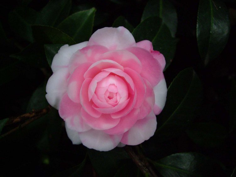 ���غ�˹ 2013-3-13 021.jpg