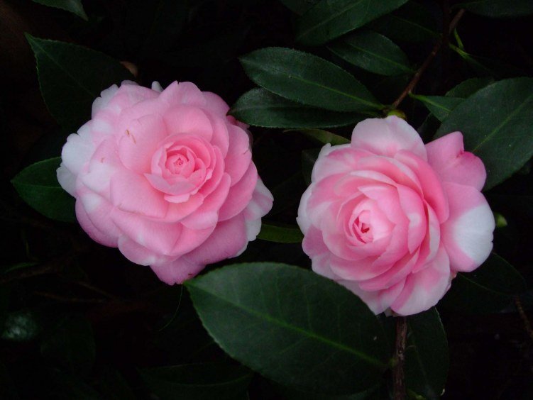 ���غ�˹ 2013-3-13 026.jpg
