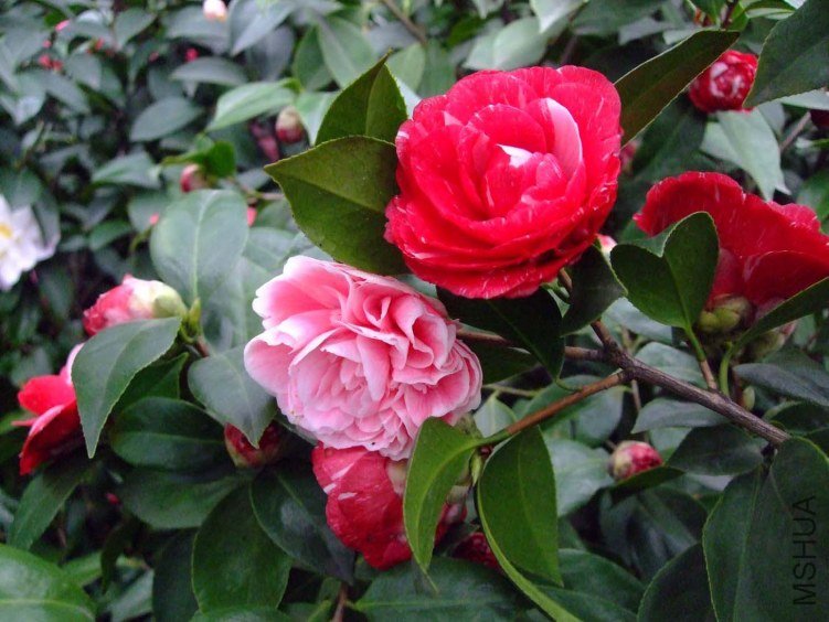 ԧ���ڵ� 2013-3-13 073.jpg