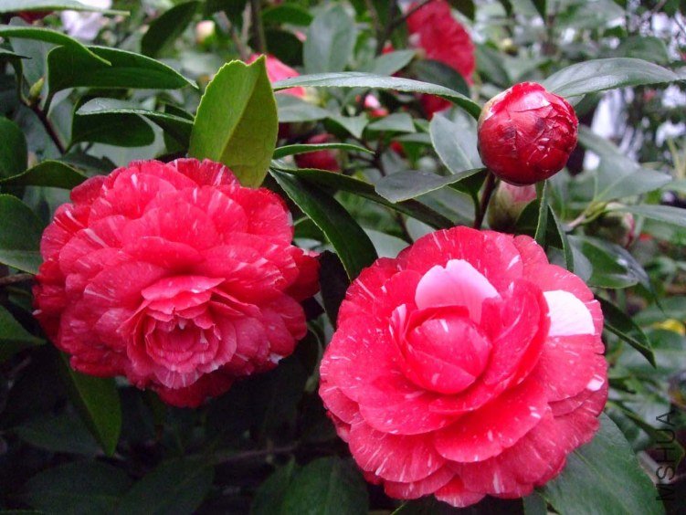 ԧ���ڵ� 2013-3-13 071.jpg