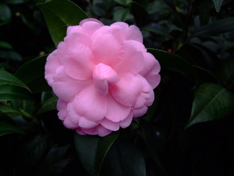 ������ 2013-3-13 036.jpg