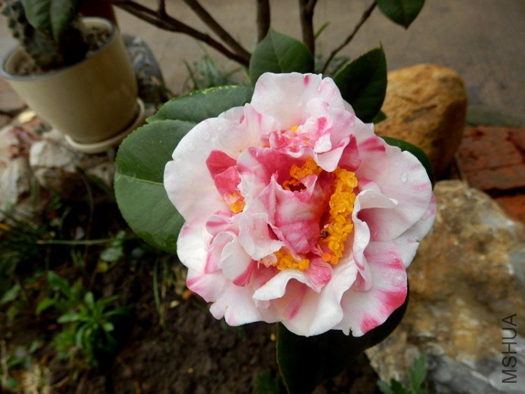 P3130755_����.jpg