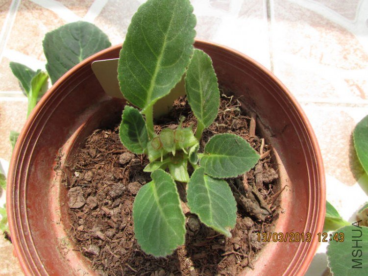 ��ͷ��ĸ��