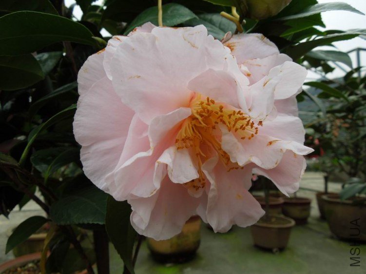 ������С DSCN4872.JPG