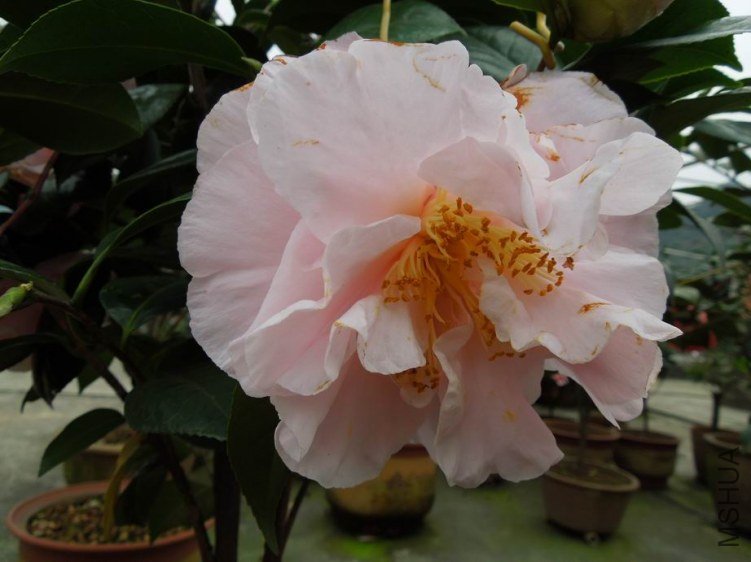 ������С DSCN4873.JPG