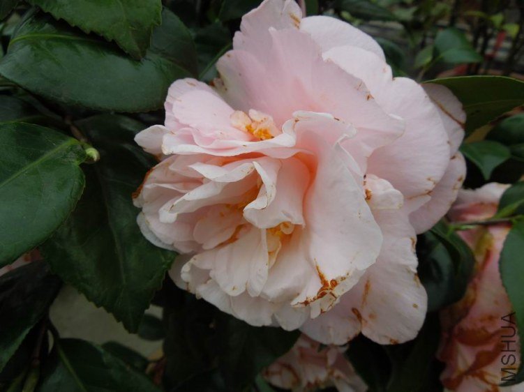 ������С DSCN4877.JPG