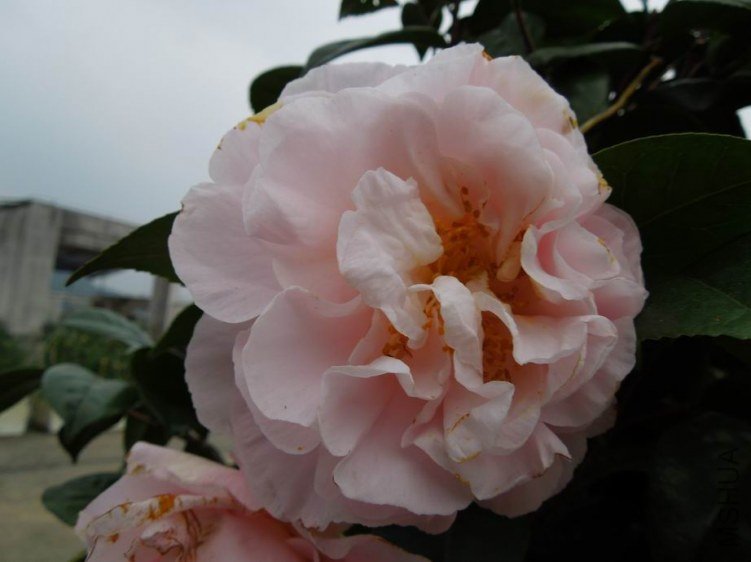 ������С DSCN4945.jpg