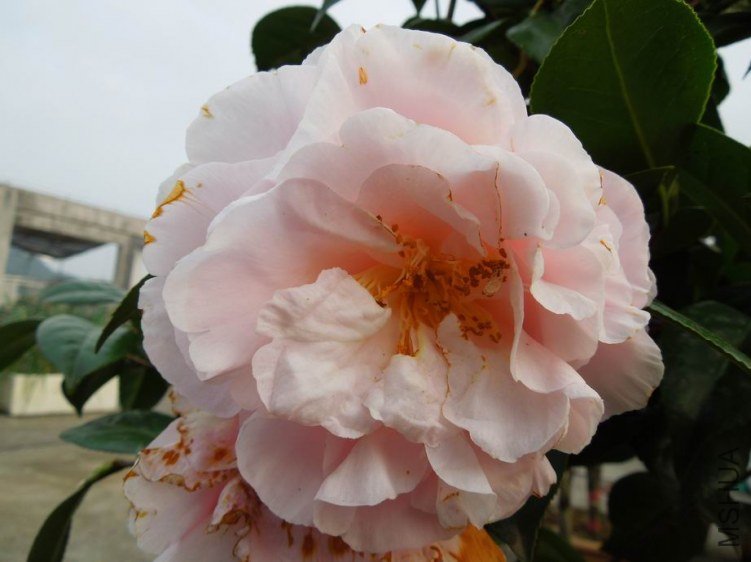 ������С DSCN4953.jpg