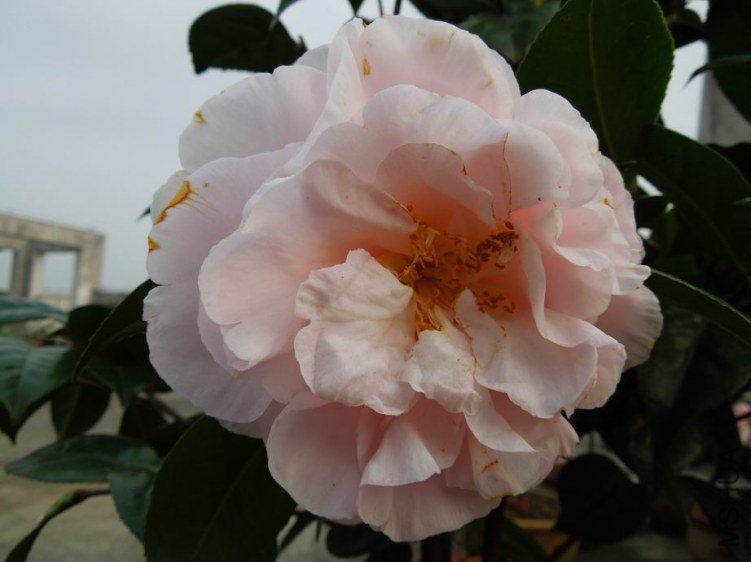 ������С DSCN4955.jpg