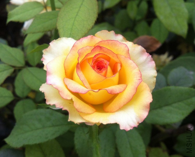 QQ��ͼ20130313231839.jpg