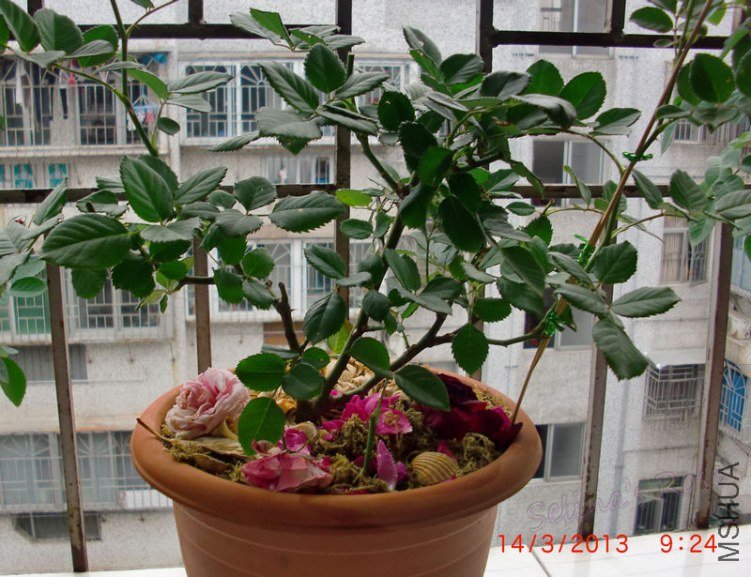 nEO_IMG_CIMG0829.jpg
