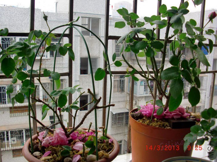 nEO_IMG_CIMG0830.jpg