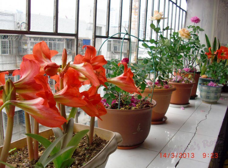 nEO_IMG_CIMG0825.jpg