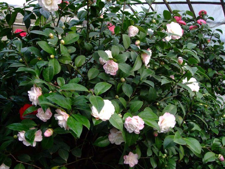 �軨԰ 2013-3-14 016.jpg