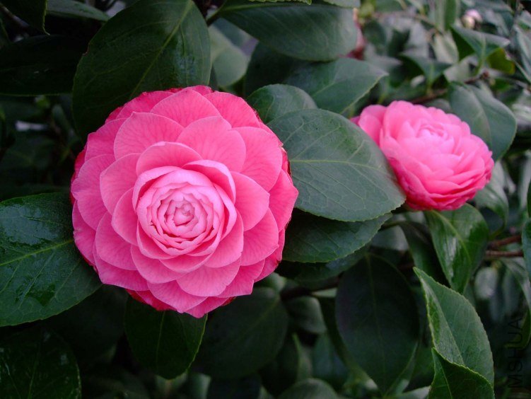 ����ɯ��֯Ů 2013-3-14 032.jpg