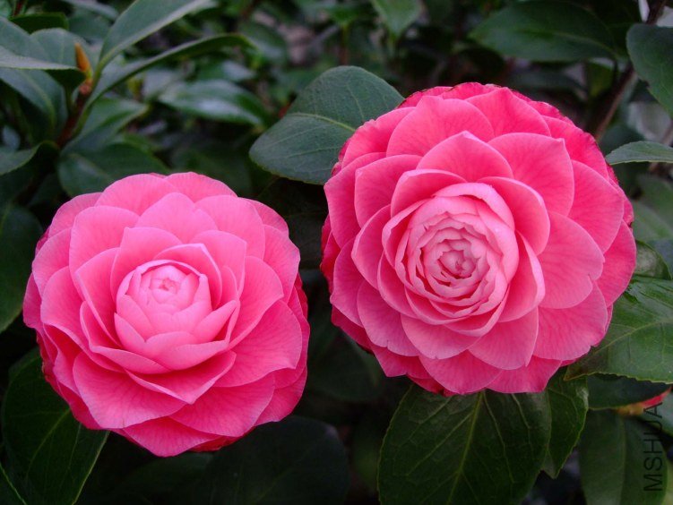 ����ɯ��֯Ů 2013-3-14 022.jpg