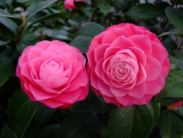 ����ɯ��֯Ů 2013-3-14 024.jpg