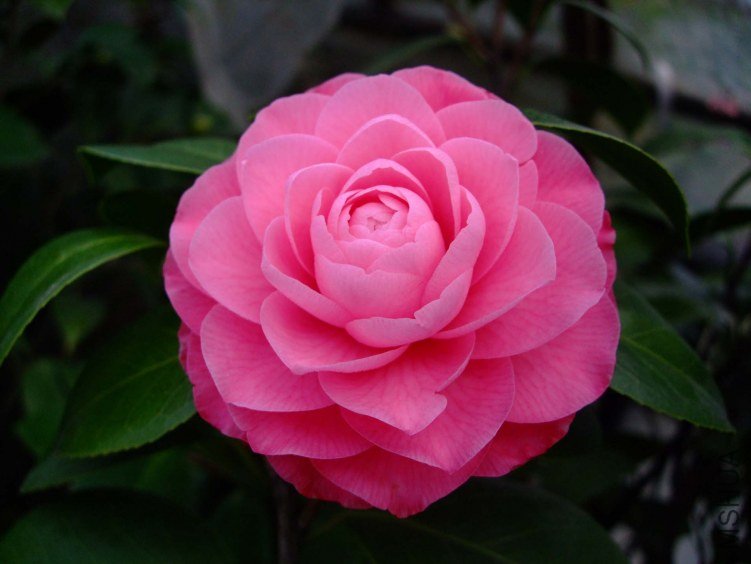 ����ɯ��֯Ů 2013-3-14 025.jpg