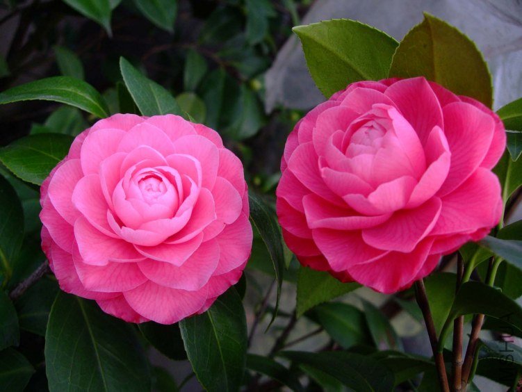 ����ɯ��֯Ů 2013-3-14 026.jpg