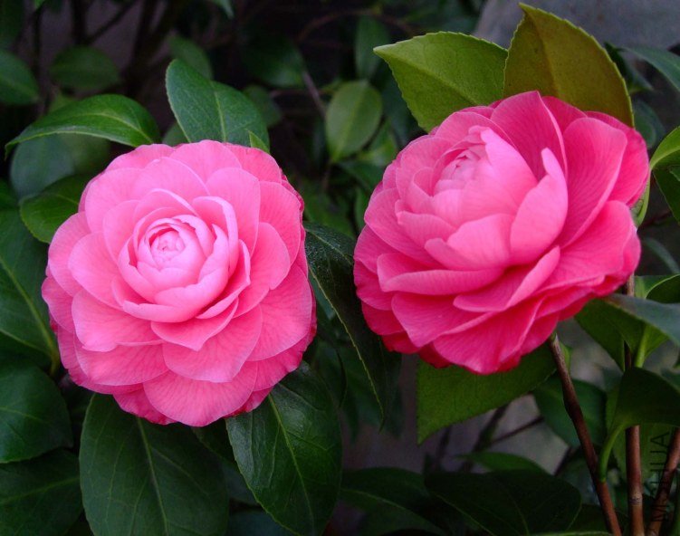����ɯ��֯Ů 2013-3-14 027.jpg