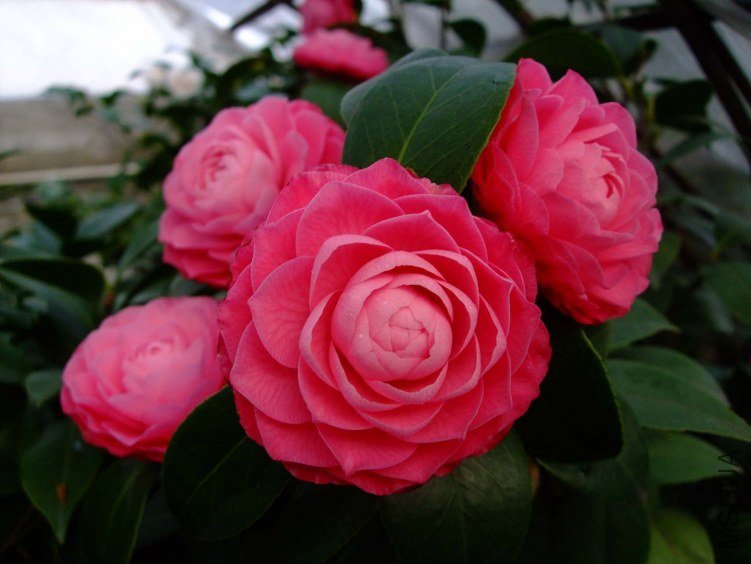 ����ɯ��֯Ů 2013-3-14 028.jpg