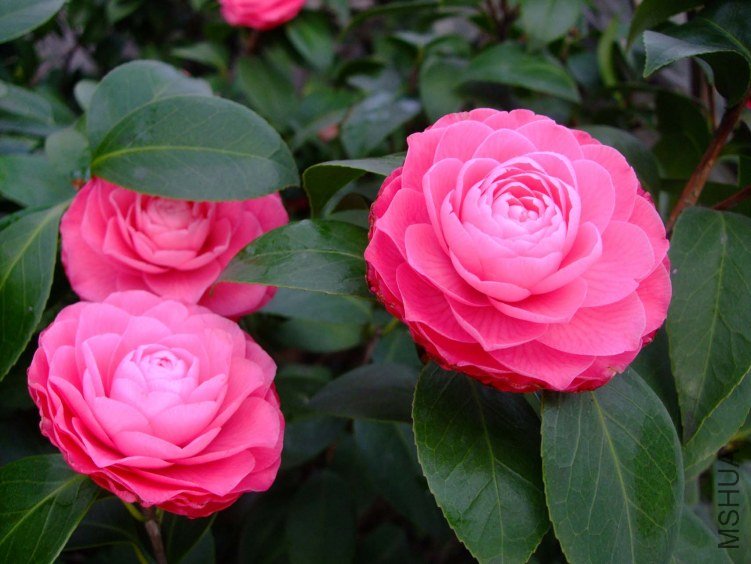 ����ɯ��֯Ů 2013-3-14 029.jpg