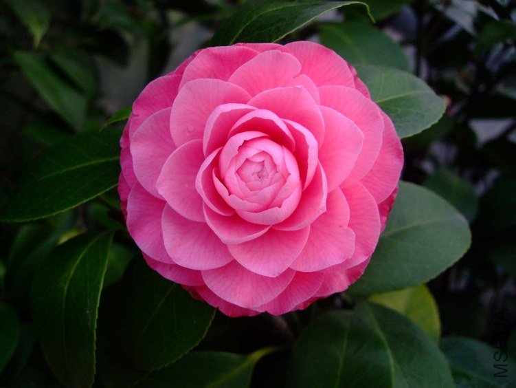 ����ɯ��֯Ů 2013-3-14 030.jpg