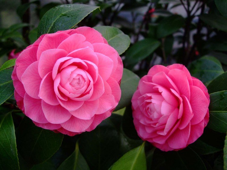 ����ɯ��֯Ů 2013-3-14 031.jpg