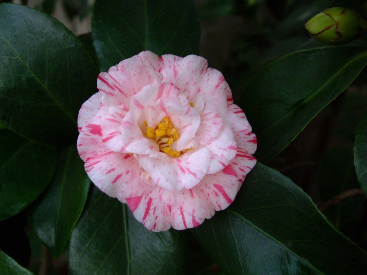 ��ͽ� 2013-3-14 034.jpg