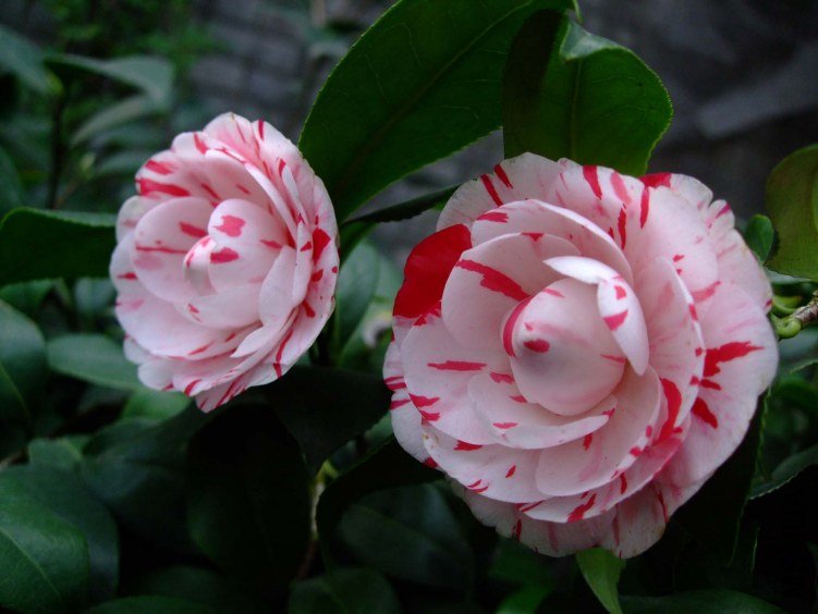 ������ 2013-3-14 088.jpg