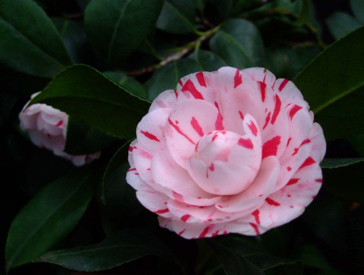 ������ 2013-3-14 090.jpg
