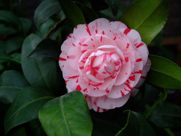 ������ 2013-3-14 101.jpg