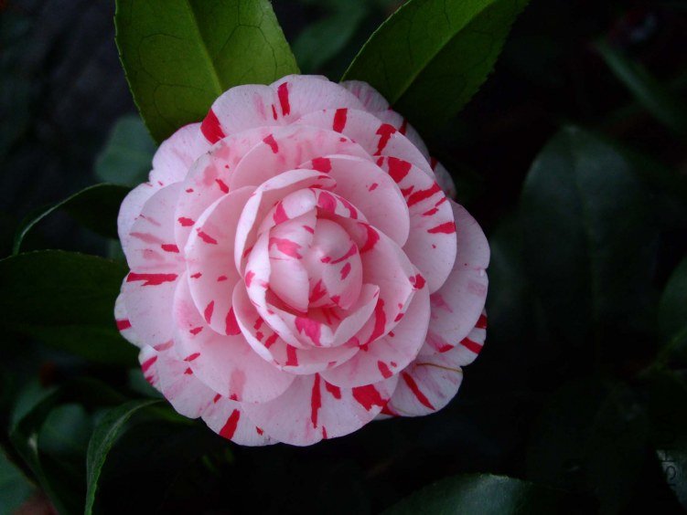 ������ 2013-3-14 079.jpg