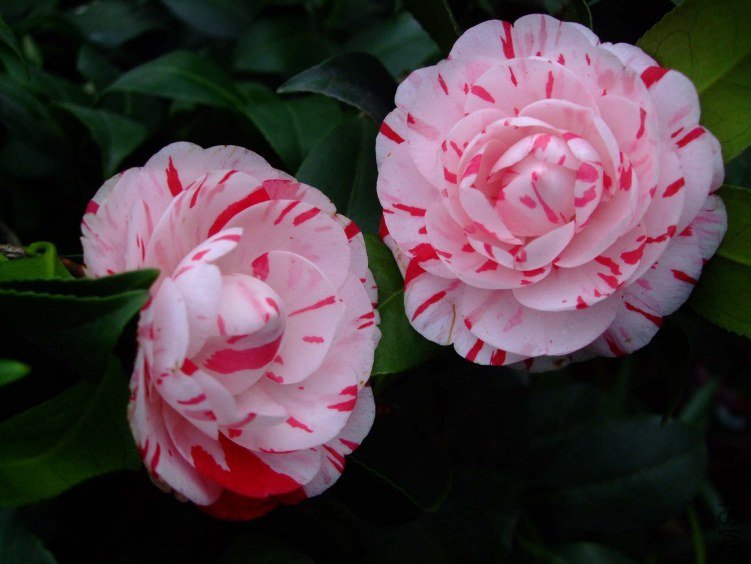 ������ 2013-3-14 080.jpg