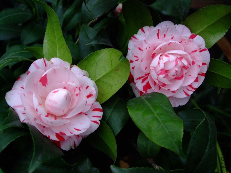 ������ 2013-3-14 081.jpg