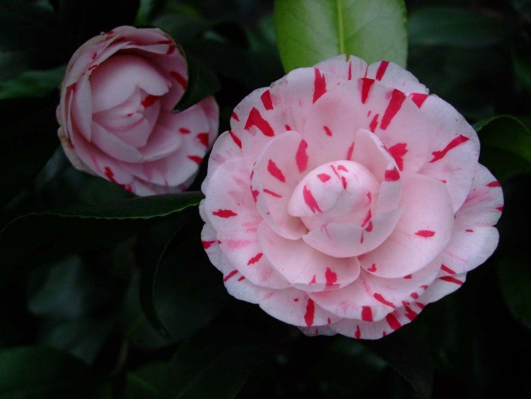 ������ 2013-3-14 083.jpg