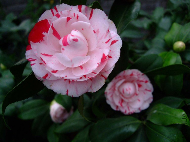 ������ 2013-3-14 085.jpg
